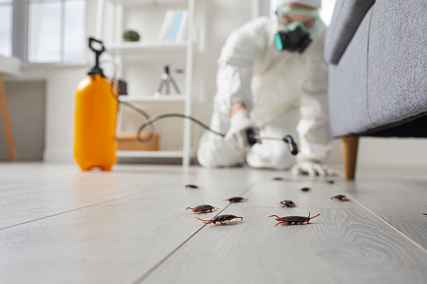 Commercial Rodent Management in Potosi